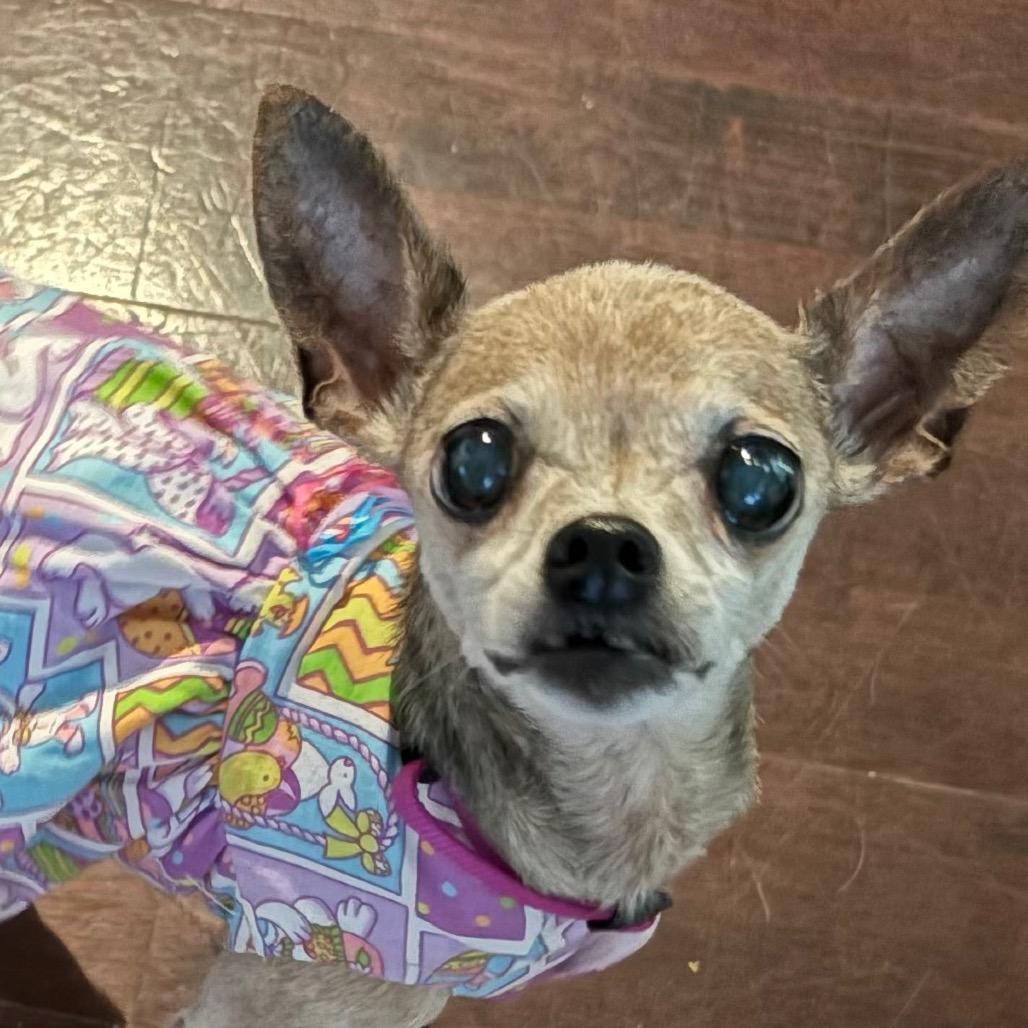 Tecca, a Adoptable Chihuahua in Gulfport, MS image 5/6