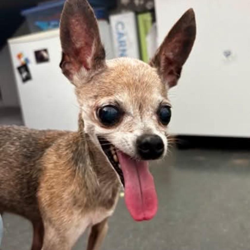 Tecca, a Adoptable Chihuahua in Gulfport, MS image 6/6