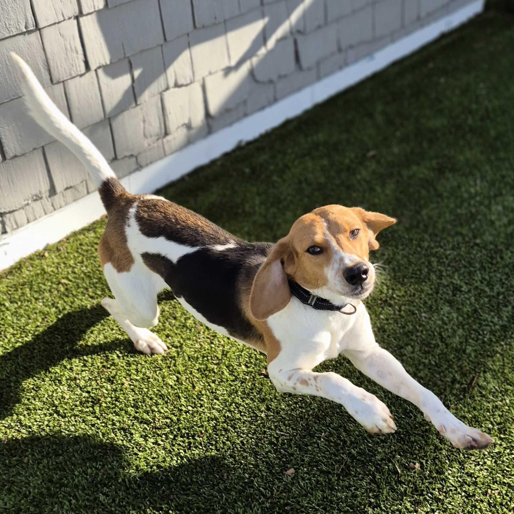 Ellie, ADOPTABLE, Young Female Hound.