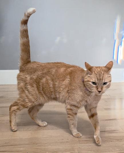 Saffy, a Adoptable Domestic Short Hair in Fruit Heights, UT image 1/4
