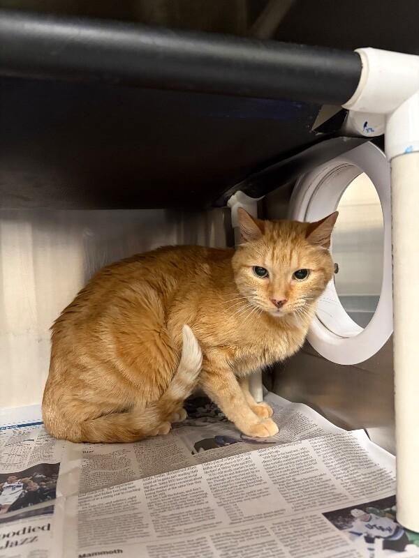 Saffy, a Adoptable Domestic Short Hair in Fruit Heights, UT image 2/4