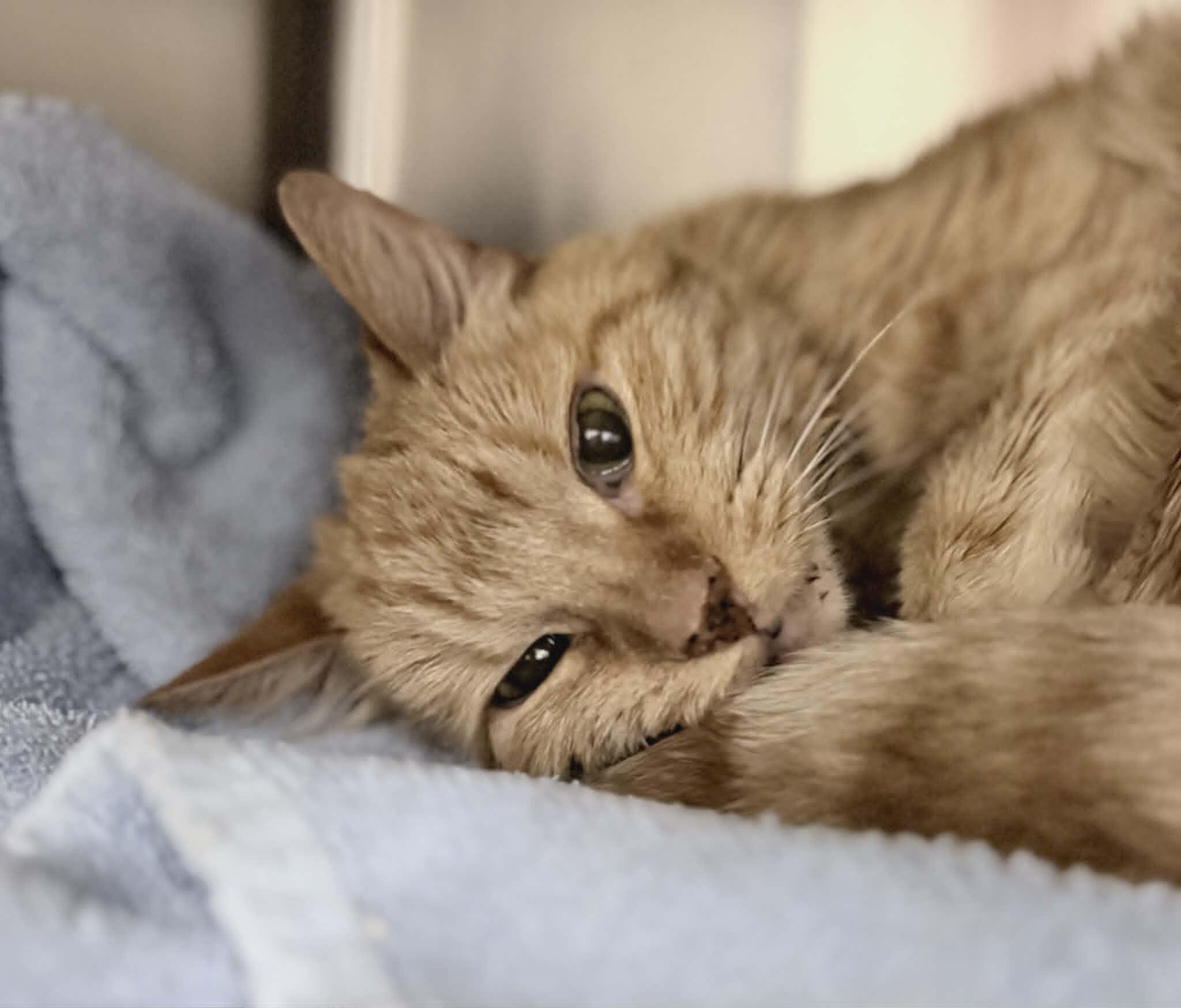 Saffy, a Adoptable Domestic Short Hair in Fruit Heights, UT image 3/4