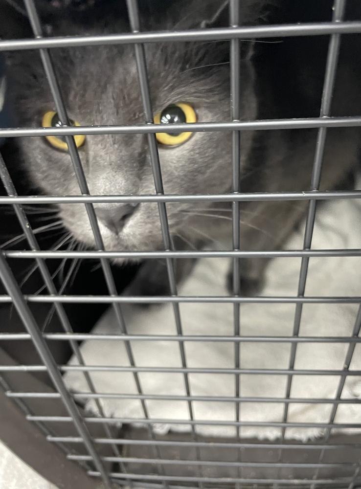 Enlarge Polo Courtyard, a Adopted Domestic Short Hair in Mount Laurel, NJ image 1/1