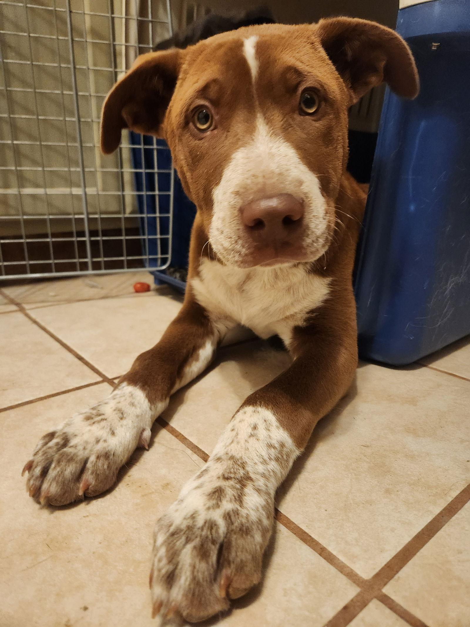 Fitz, Adoptable, Puppy Male Terrier.