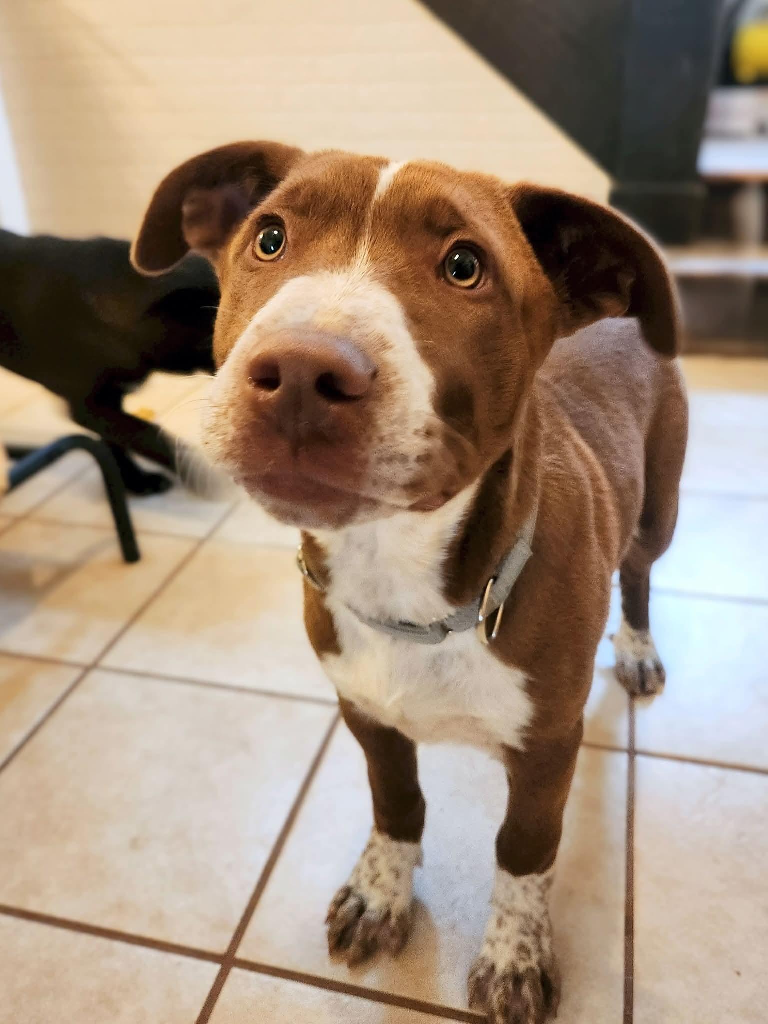 Enlarge Fitz, a Adoptable Terrier in New London, WI image 2/3