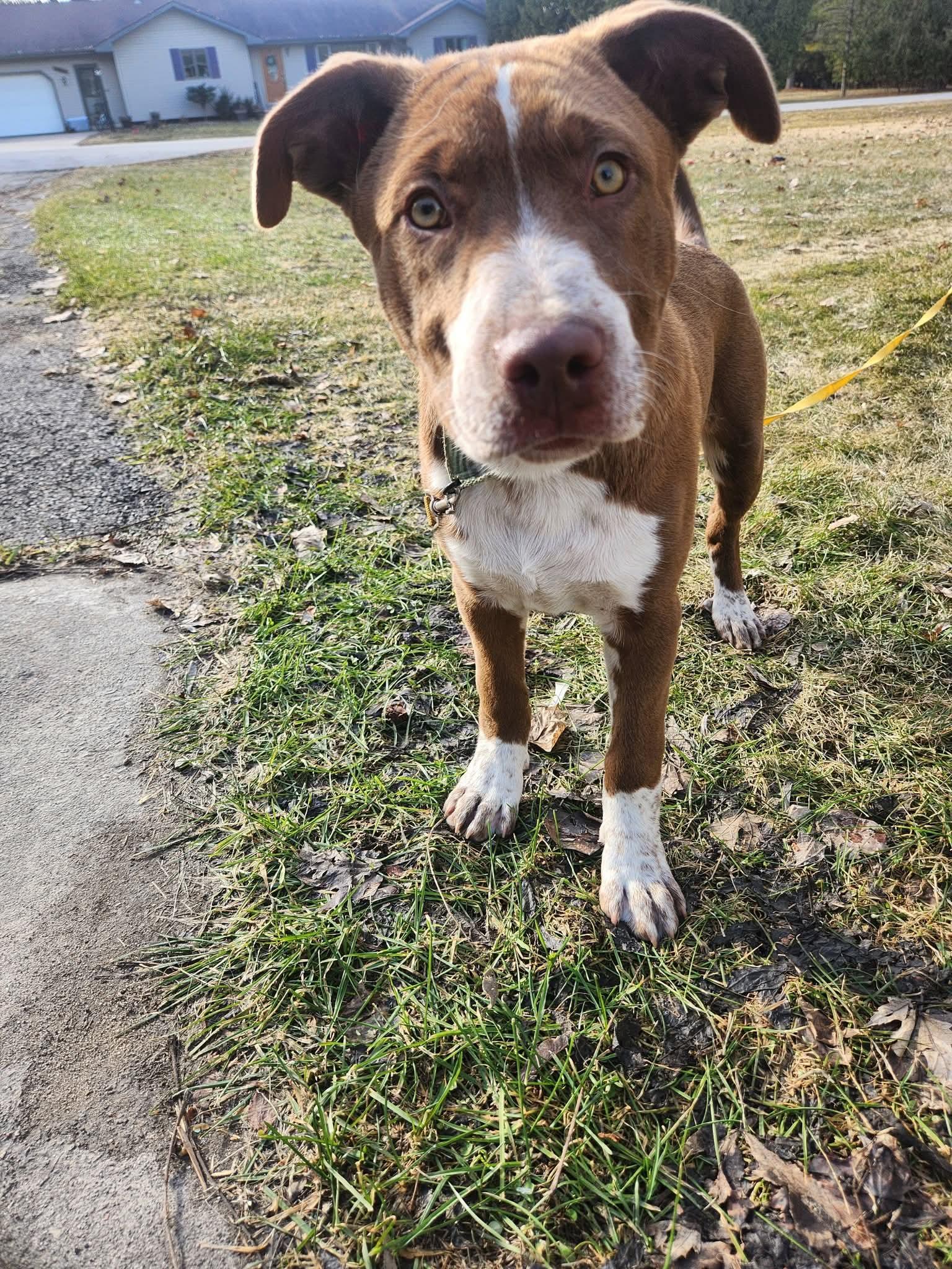 Enlarge Fitz, a Adoptable Terrier in New London, WI image 3/3