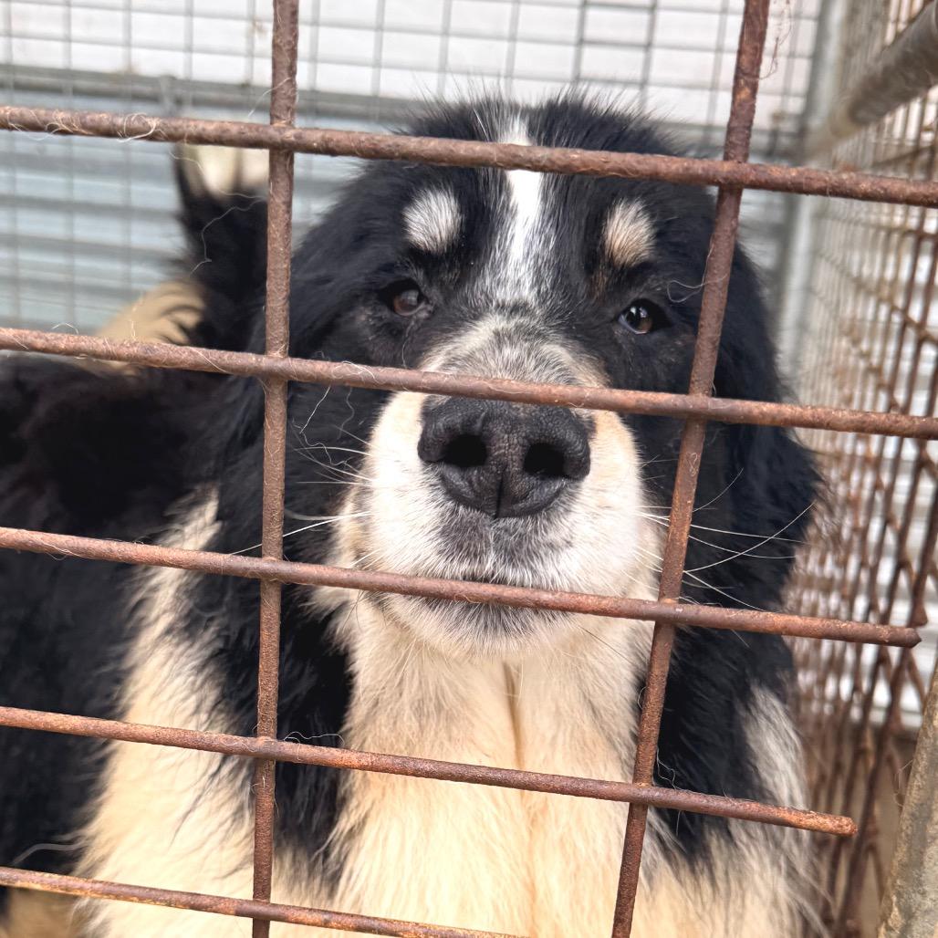Halo, Adoptable, Adult Male Mixed Breed.