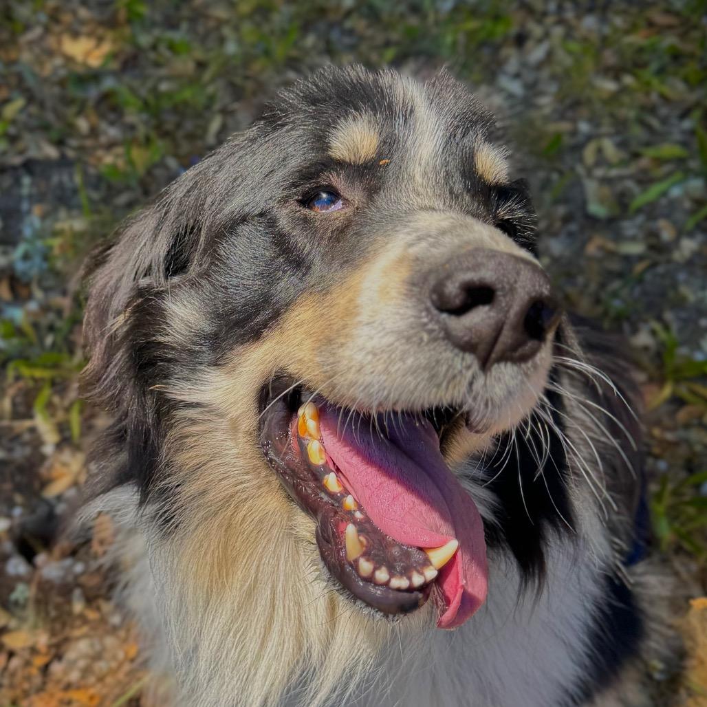 Halo, a Adoptable Mixed Breed in Redwood Valley, CA image 2/6
