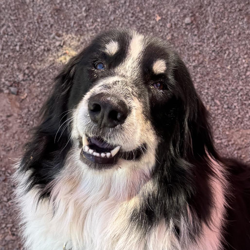 Halo, a Adoptable Mixed Breed in Redwood Valley, CA image 2/5