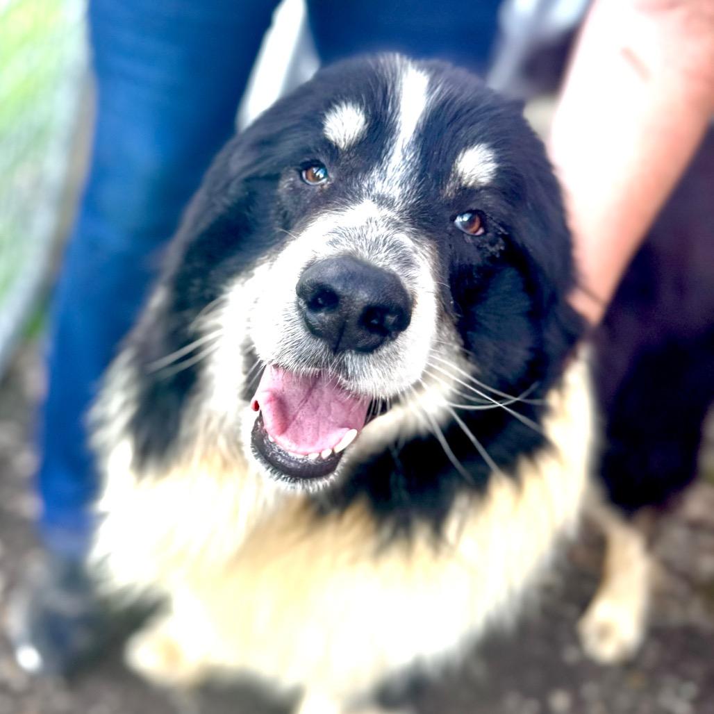 Enlarge Halo, a Adoptable Mixed Breed in Redwood Valley, CA image 2/5