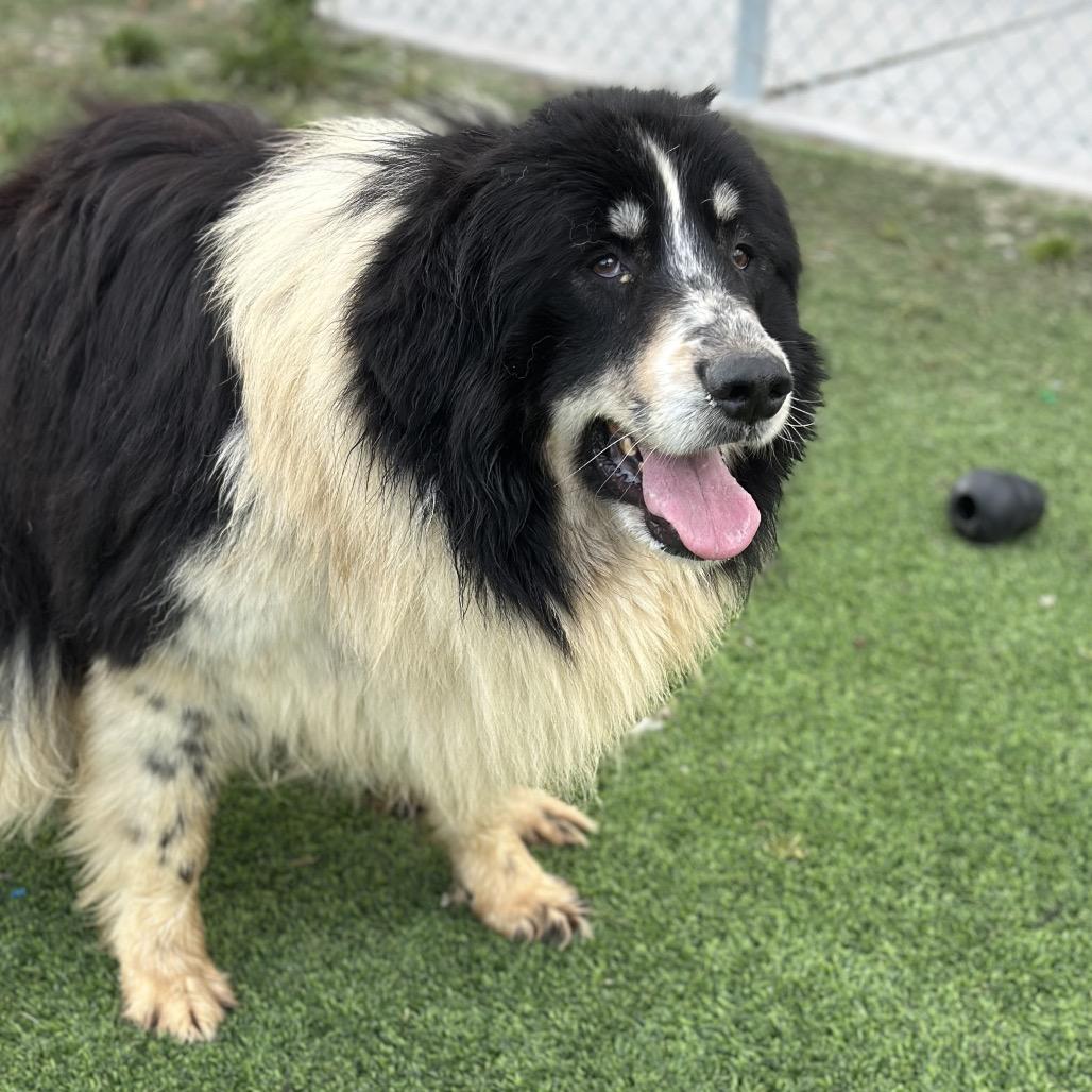 Halo, a Adoptable Mixed Breed in Redwood Valley, CA image 3/6