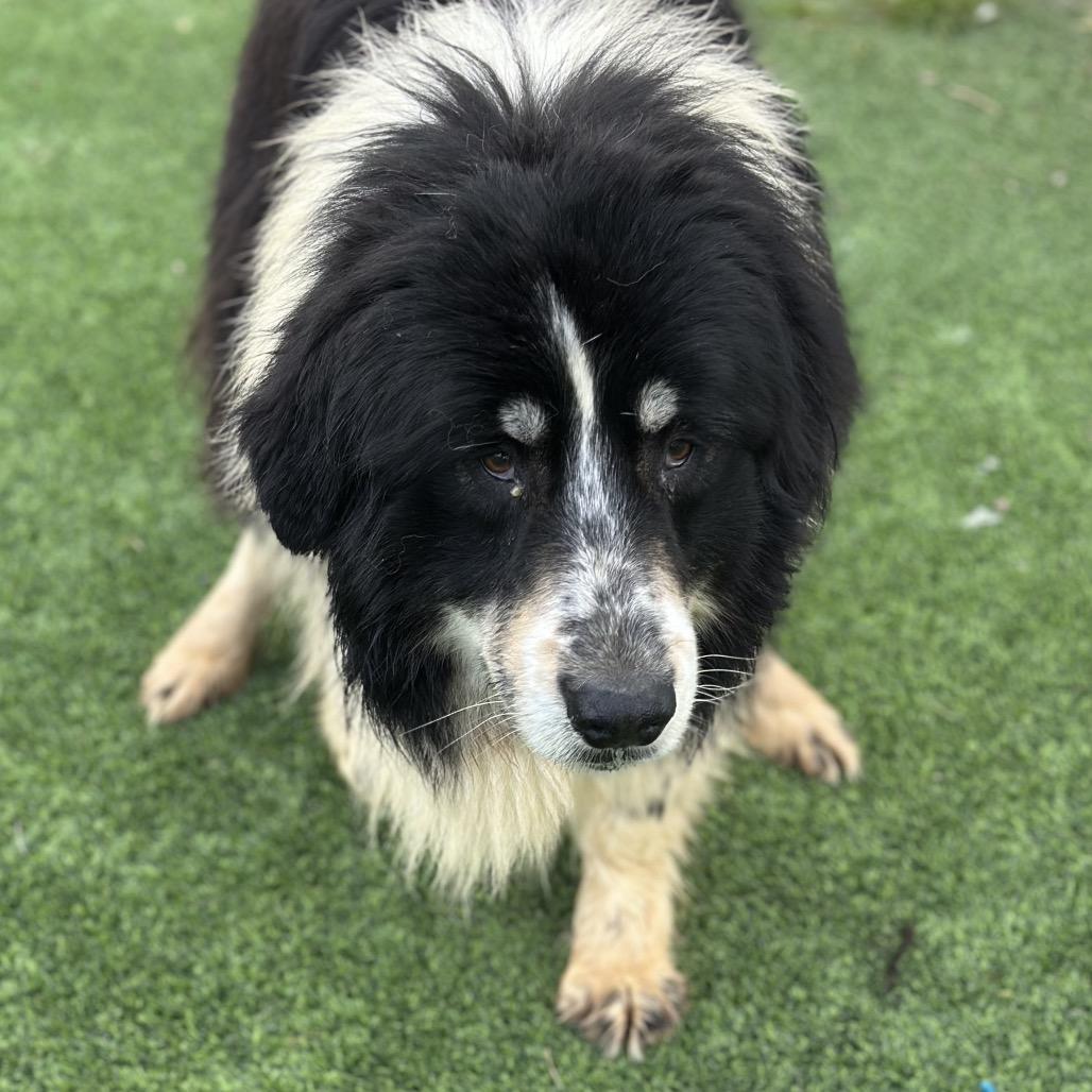 Halo, a Adoptable Mixed Breed in Redwood Valley, CA image 5/6