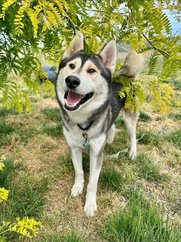 Lucky, Adoptable, Adult Male Siberian Husky.