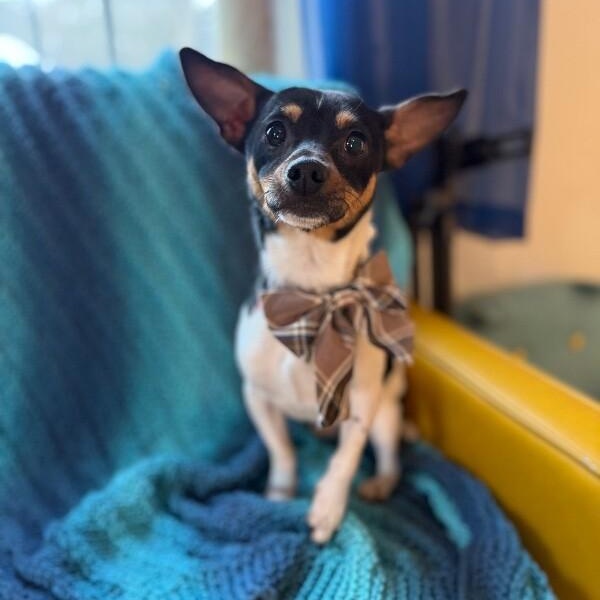 Blaze Rocket — thumbnail 4