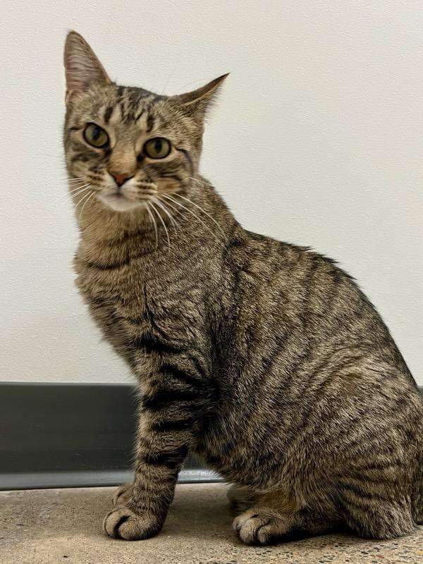 Cat for adoption Margarita **Meet Me at Burnsville Petsmart**, a