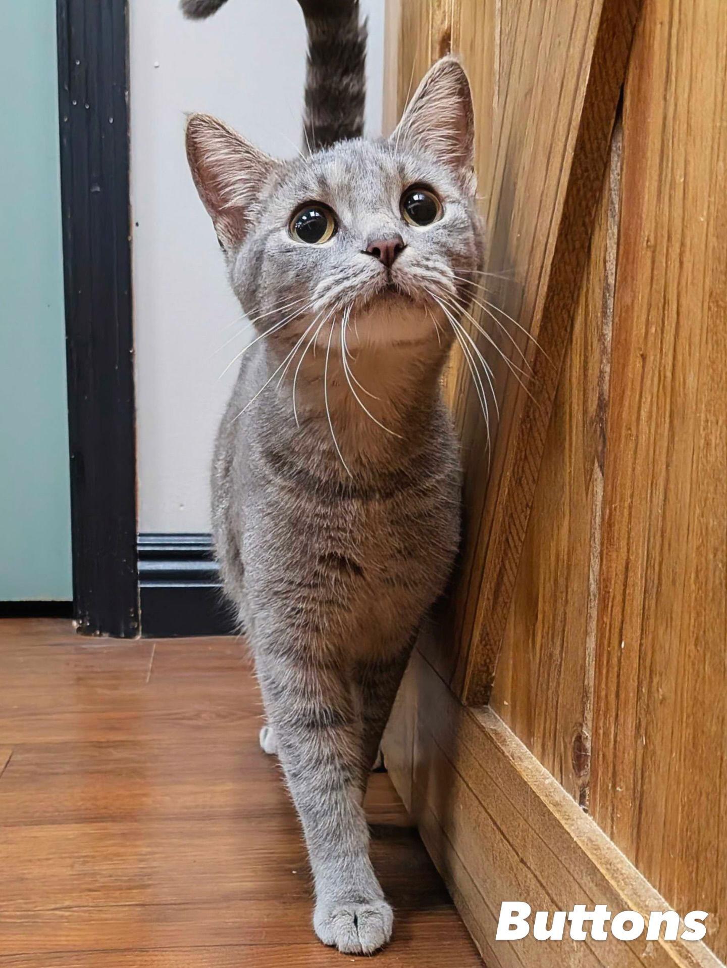 Buttons, Adoptable, Adult Female Domestic Short Hair.