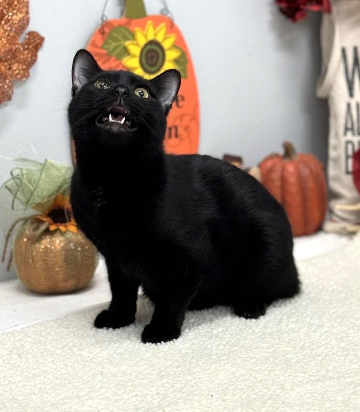 Vader, a Adoptable mixed breed in Wedowee, AL image 2/6