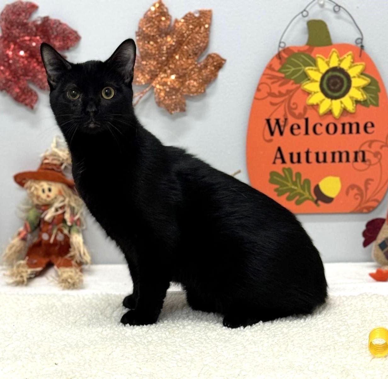 Vader, a Adoptable mixed breed in Wedowee, AL image 4/6