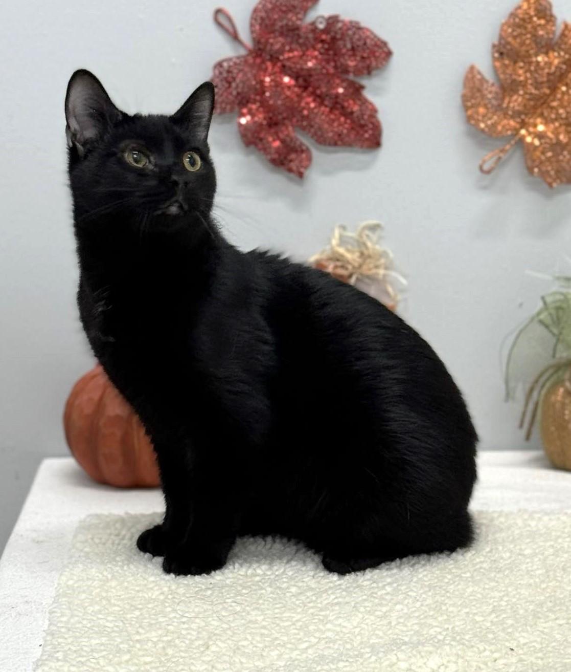 Vader, a Adoptable mixed breed in Wedowee, AL image 3/6