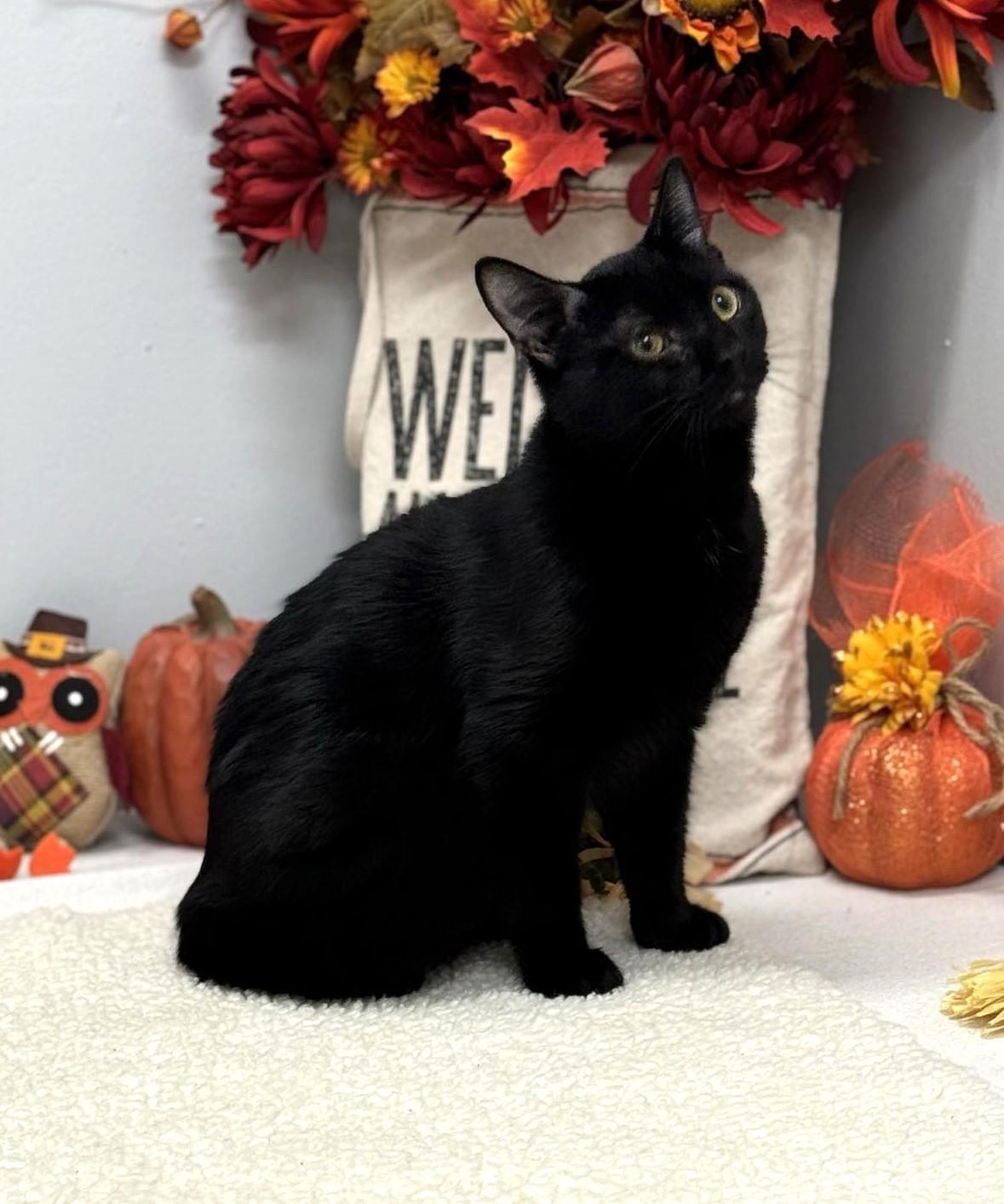 Vader, a Adoptable mixed breed in Wedowee, AL image 6/6