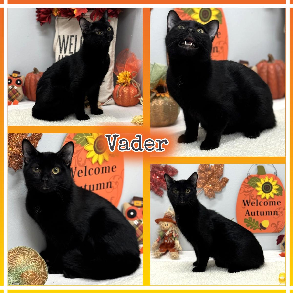 Vader, a Adoptable mixed breed in Wedowee, AL image 1/6