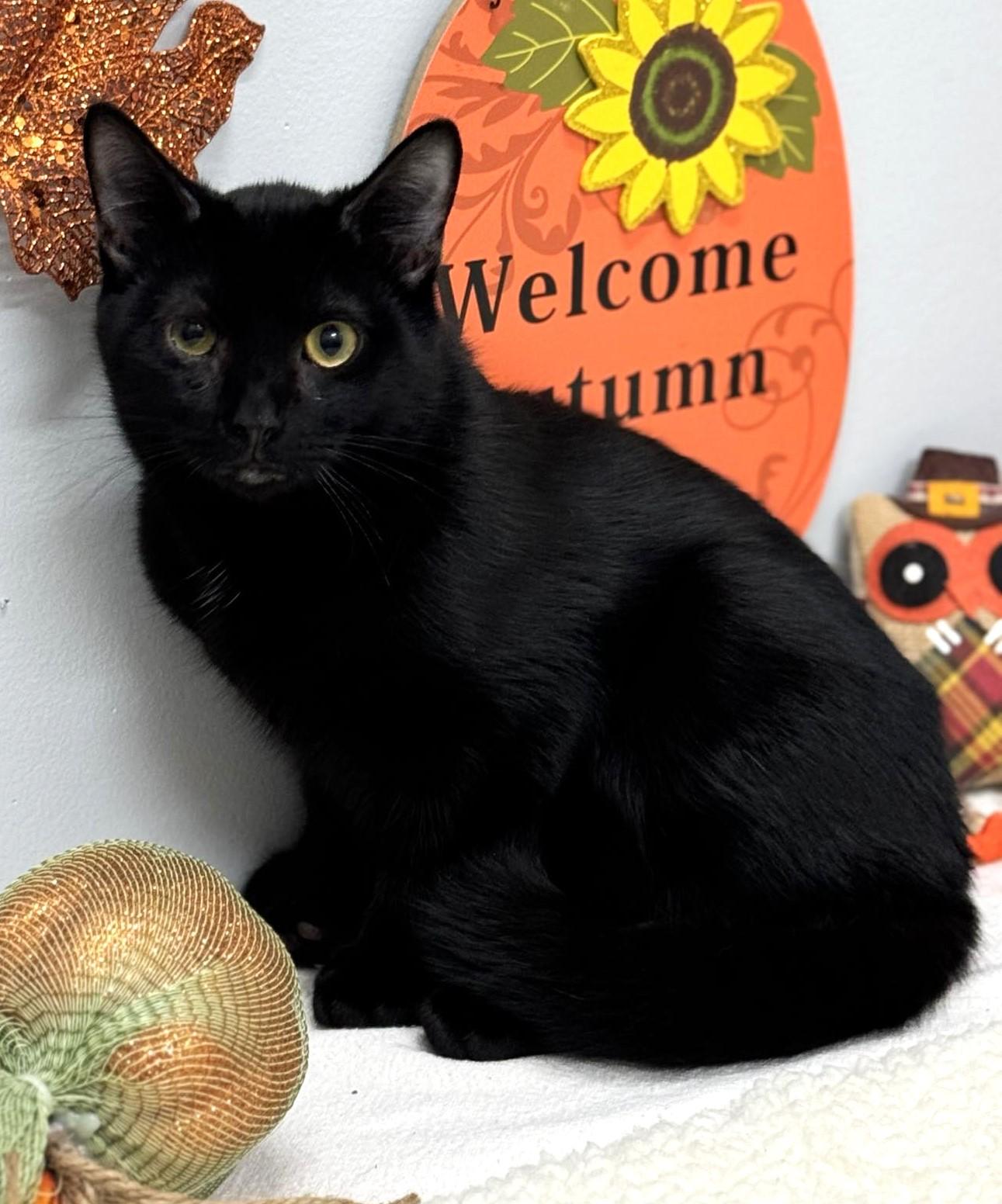 Vader, a Adoptable mixed breed in Wedowee, AL image 5/6