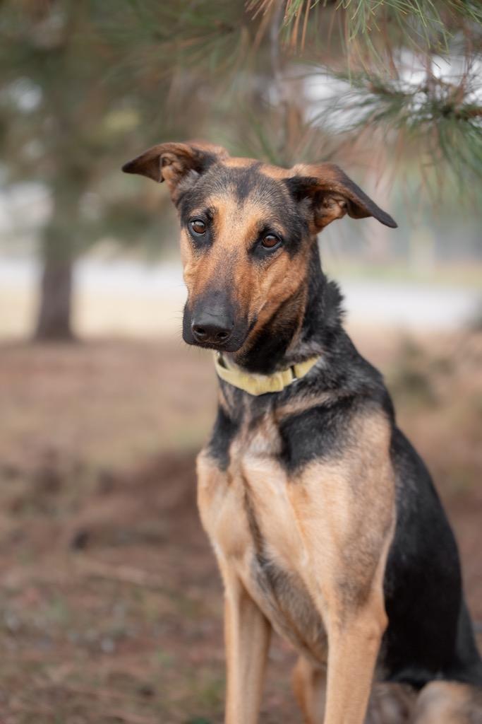 Enlarge Josie, a Adoptable mixed breed in Gillette, WY image 2/5