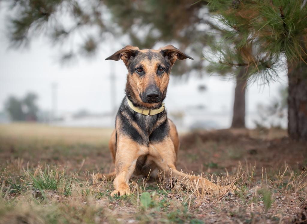 Enlarge Josie, a Adoptable mixed breed in Gillette, WY image 3/5