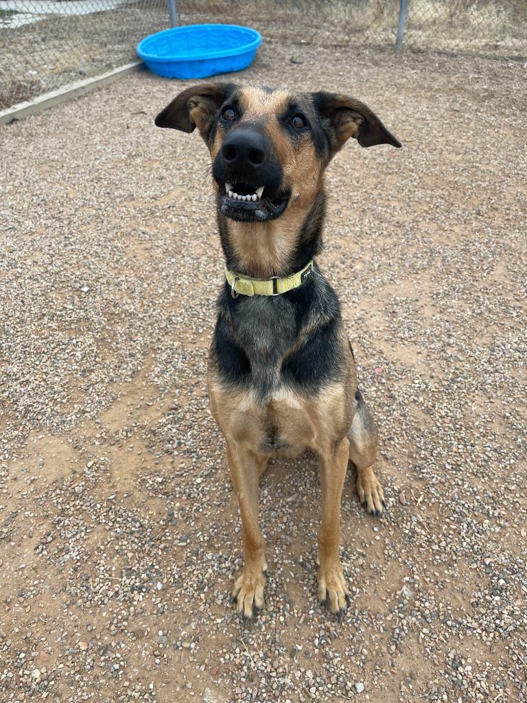 Enlarge Josie, a Adoptable mixed breed in Gillette, WY image 4/5