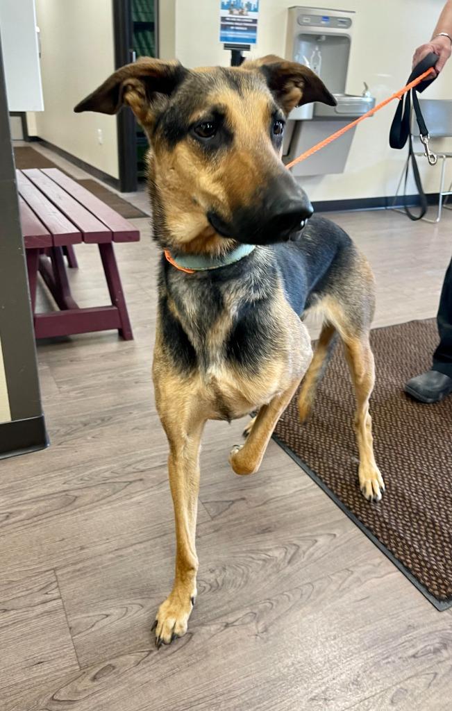 Enlarge Josie, a Adoptable mixed breed in Gillette, WY image 5/5