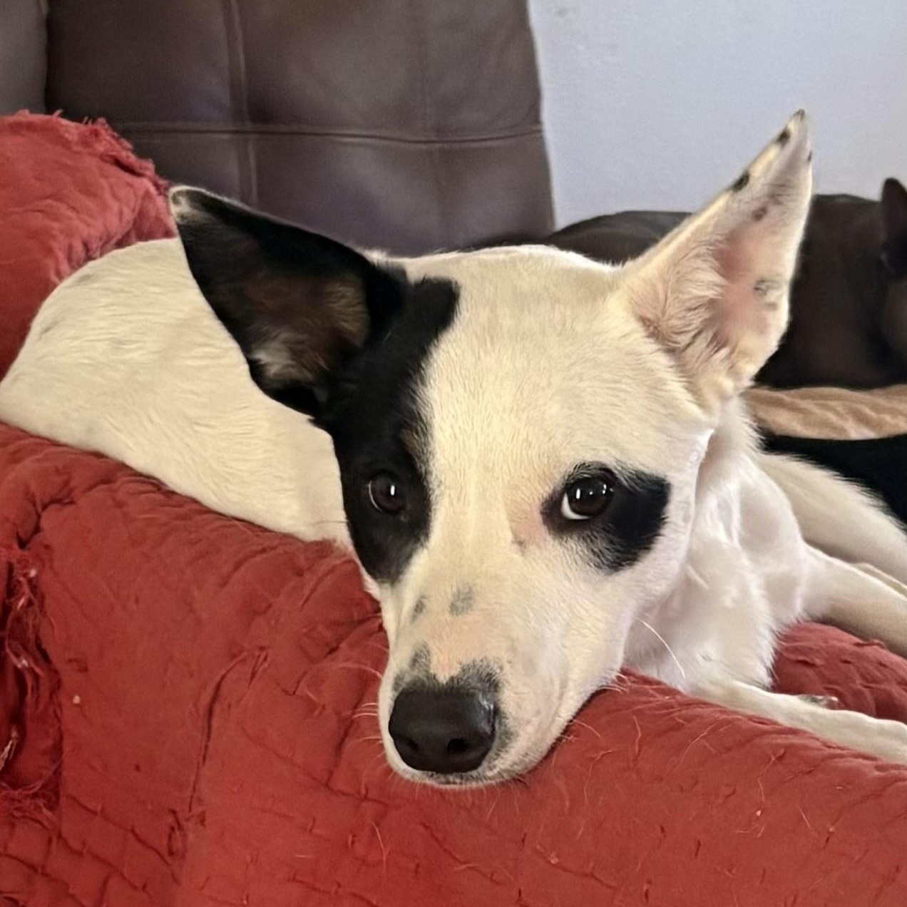 Bandit, Adoptable, Young Male Border Collie.