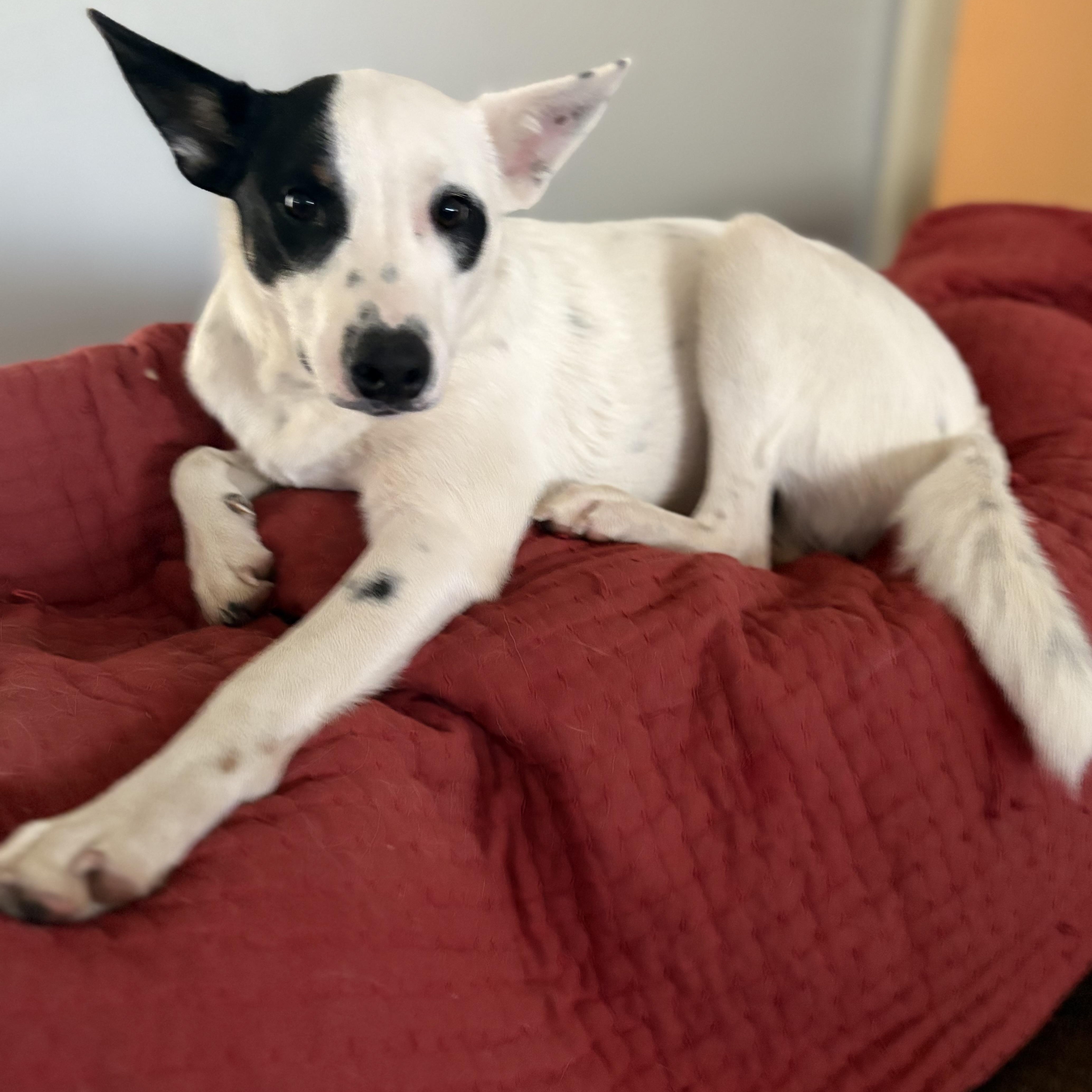 Bandit, a Adoptable mixed breed in Brewton, AL image 2/2