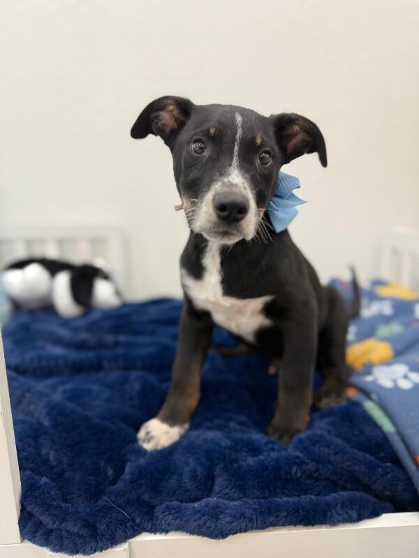 Hank the Tank Wigglebutt — thumbnail 2