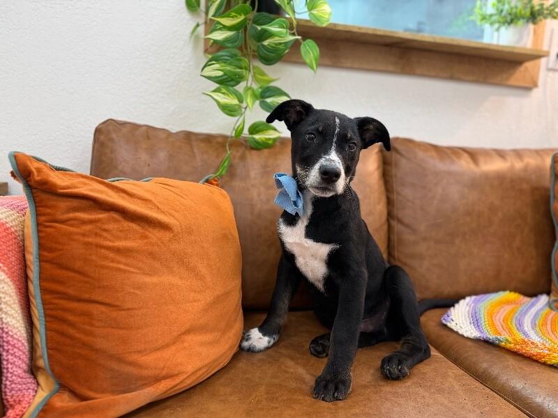 Hank the Tank Wigglebutt — thumbnail 3