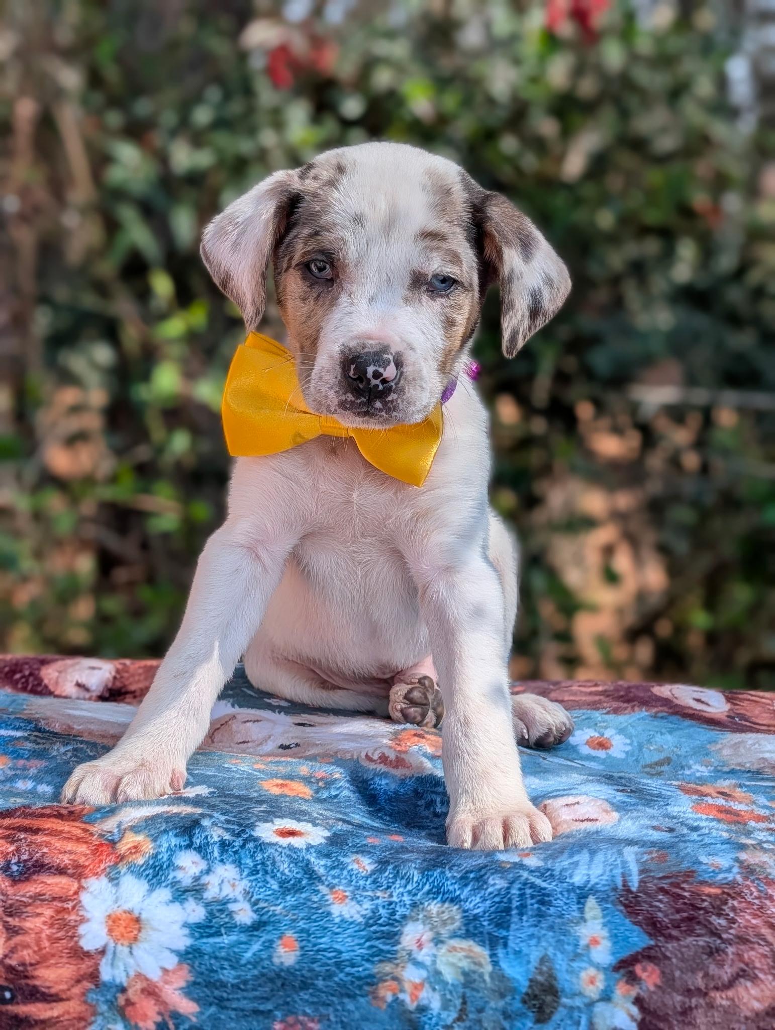 Arrow Heart — thumbnail 2