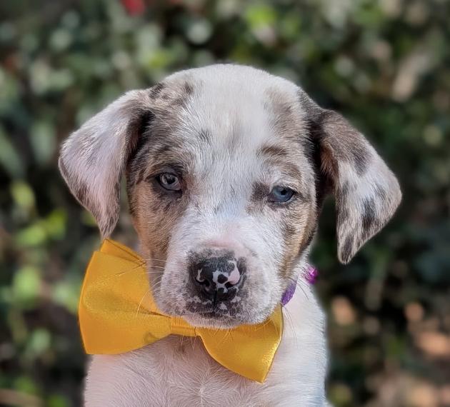 Arrow Heart — thumbnail 3