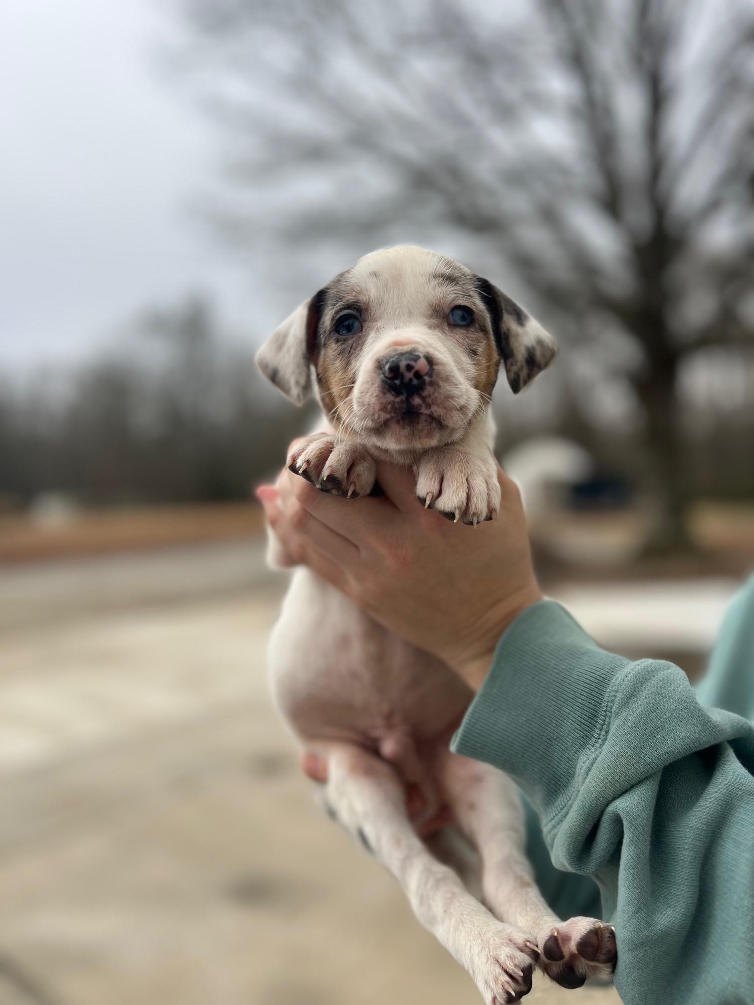 Arrow Heart — thumbnail 4