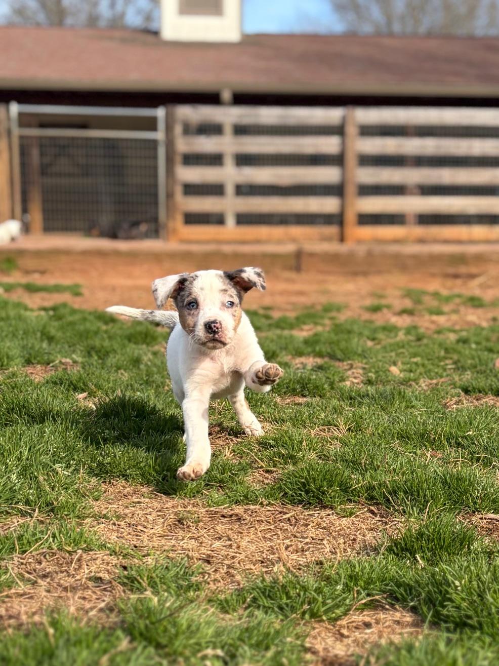 Arrow Heart — thumbnail 5