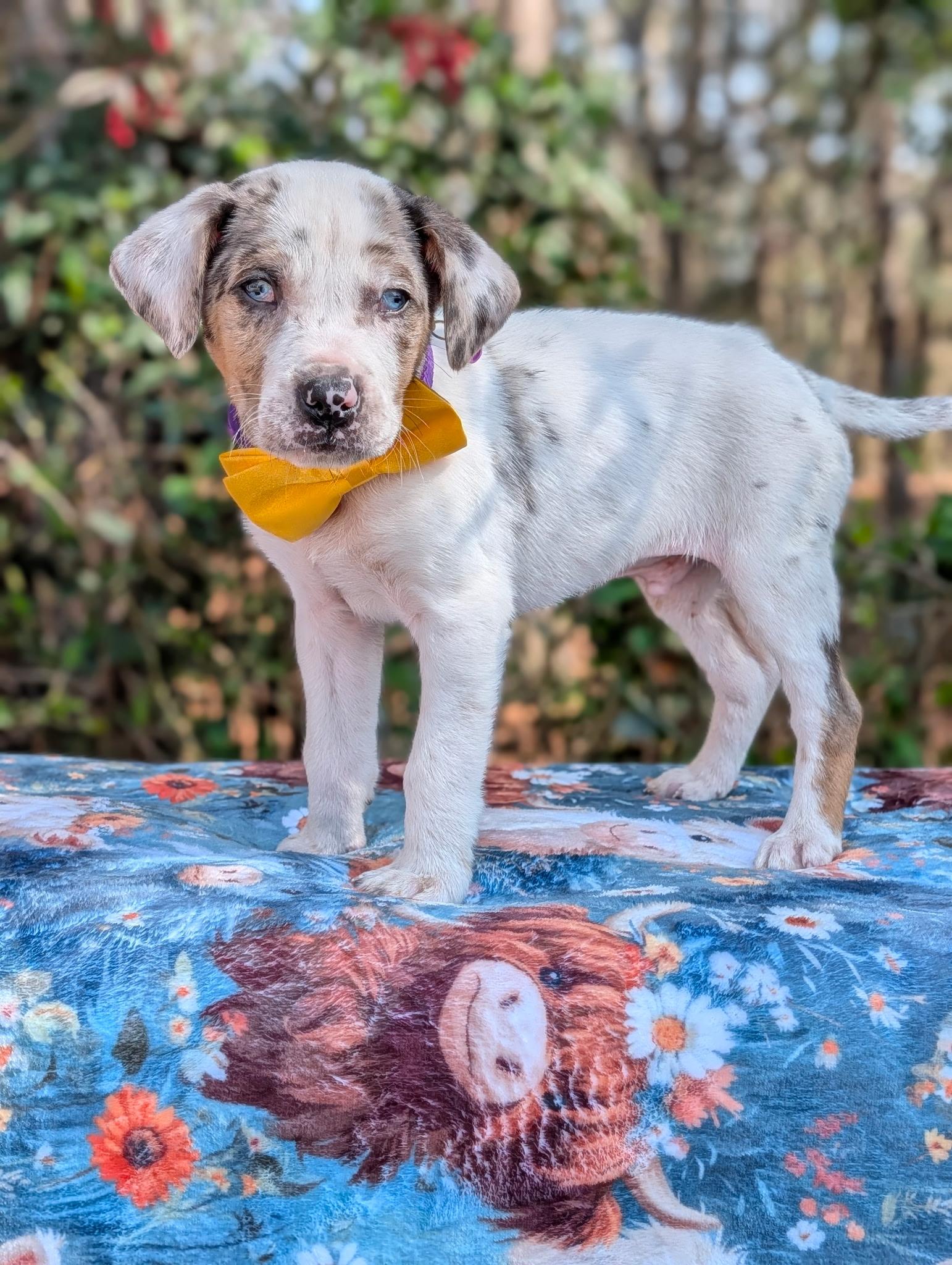 Arrow Heart — thumbnail 6