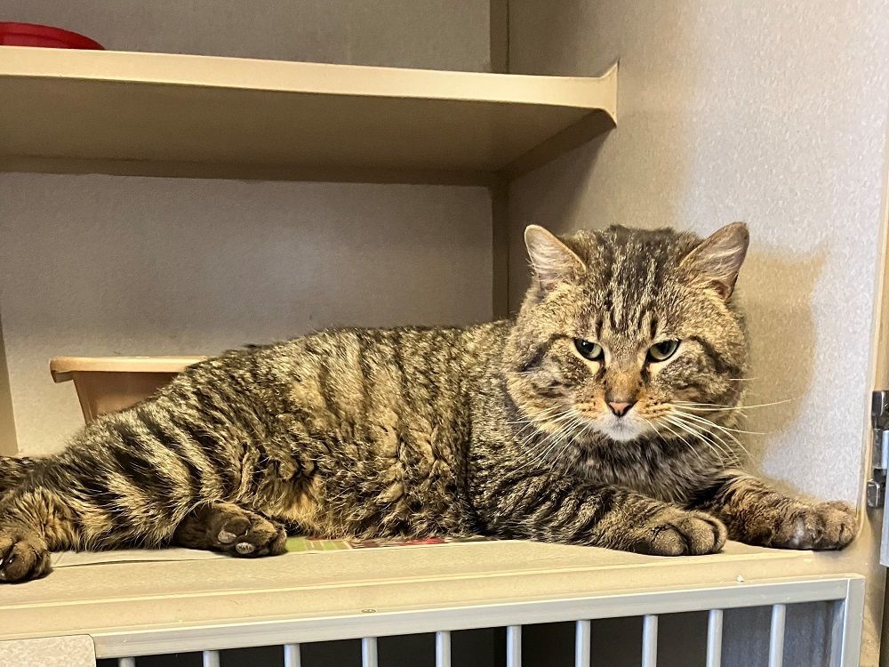 Hank, an adoptable Domestic Short Hair in Mason City, IA_image-1
