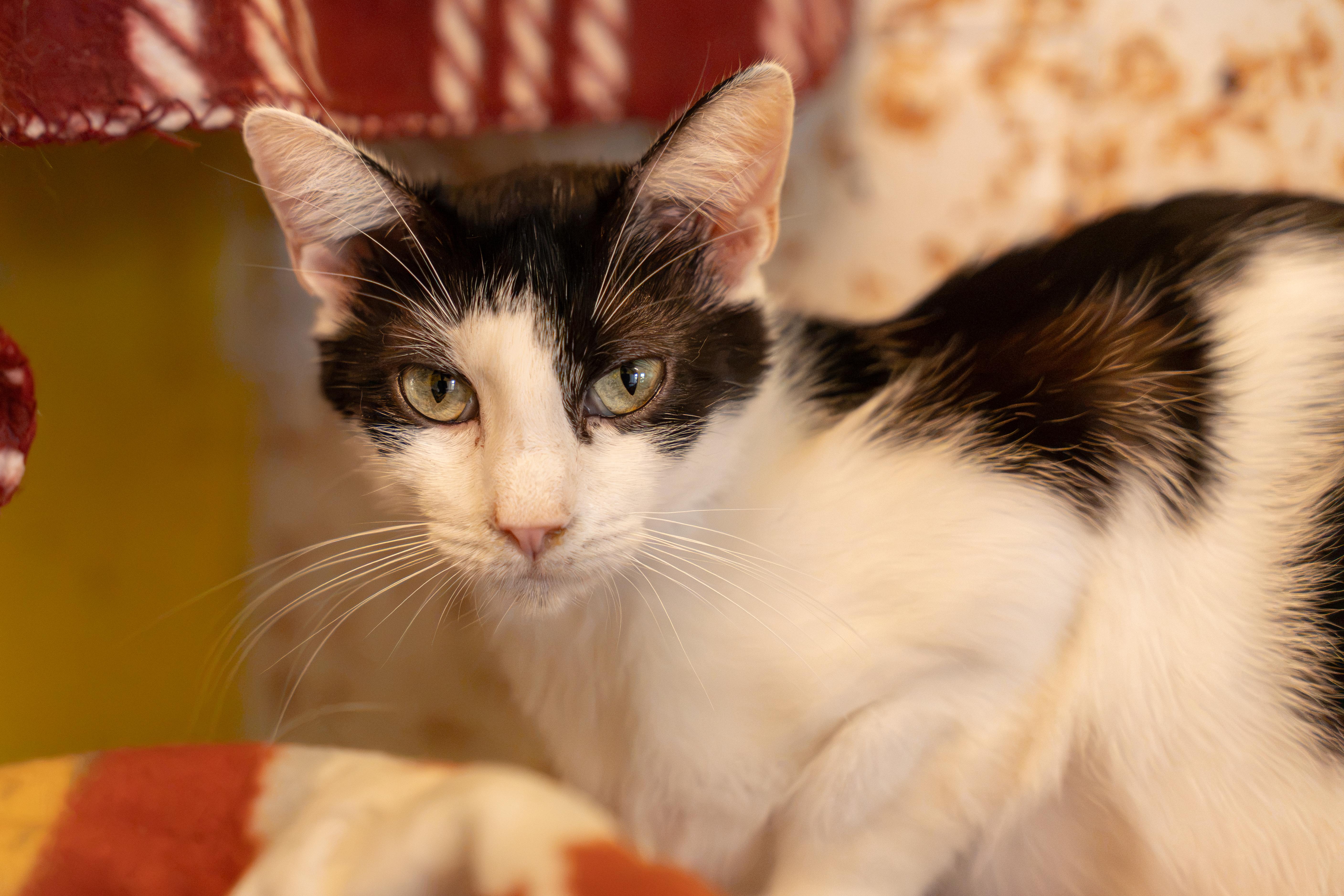 Enlarge STRATUS!, a Adoptable mixed breed in Owensboro, KY image 2/6