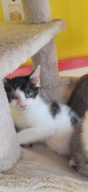 Enlarge STRATUS!, a Adoptable mixed breed in Owensboro, KY image 1/5