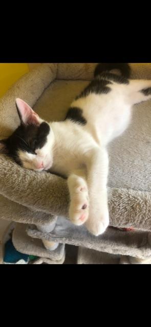 Enlarge STRATUS!, a Adoptable mixed breed in Owensboro, KY image 4/5