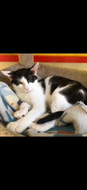 Enlarge STRATUS!, a Adoptable mixed breed in Owensboro, KY image 3/5