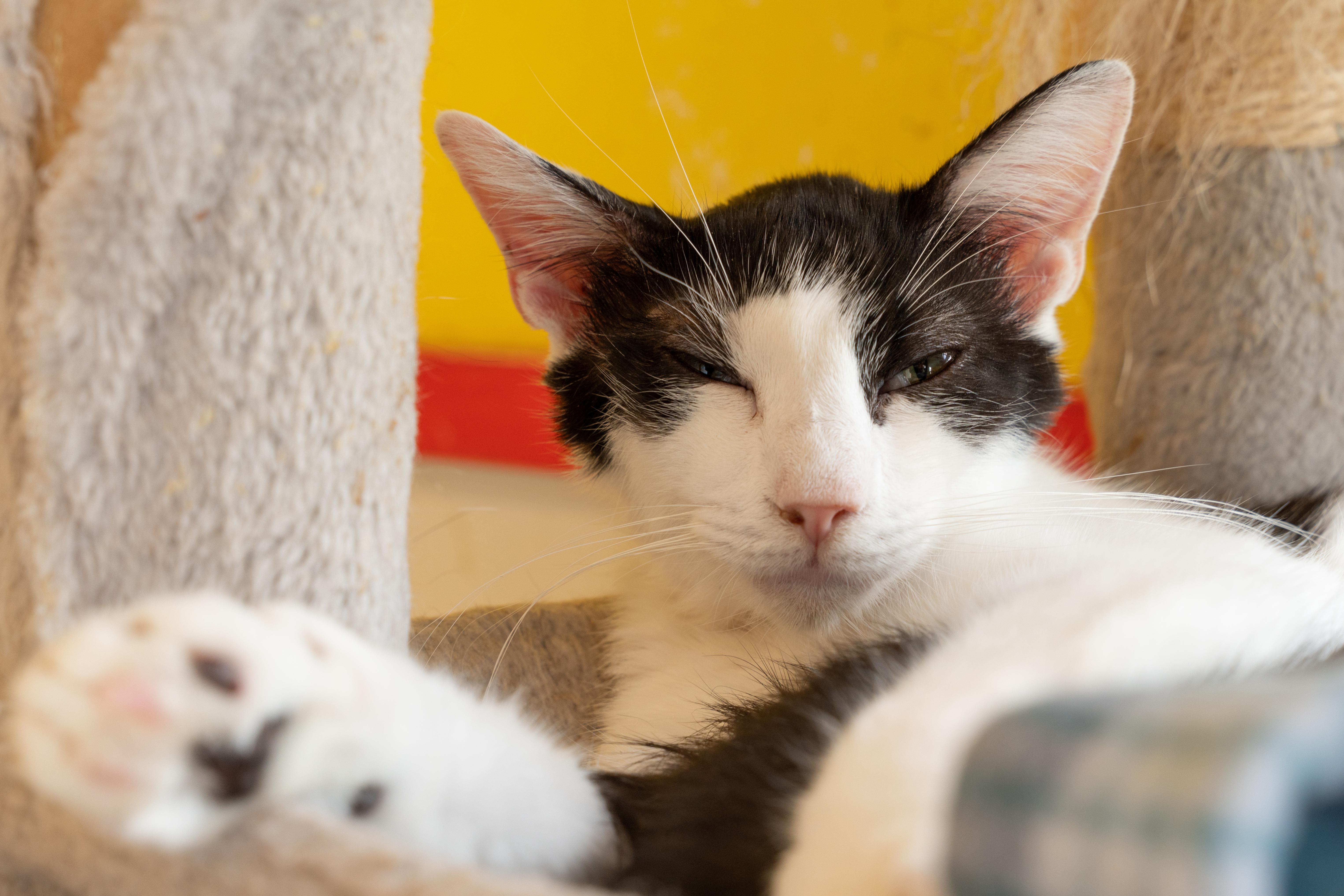 Enlarge STRATUS!, a Adoptable mixed breed in Owensboro, KY image 6/6