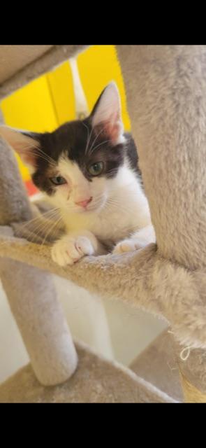 Enlarge STRATUS!, a Adoptable mixed breed in Owensboro, KY image 5/5