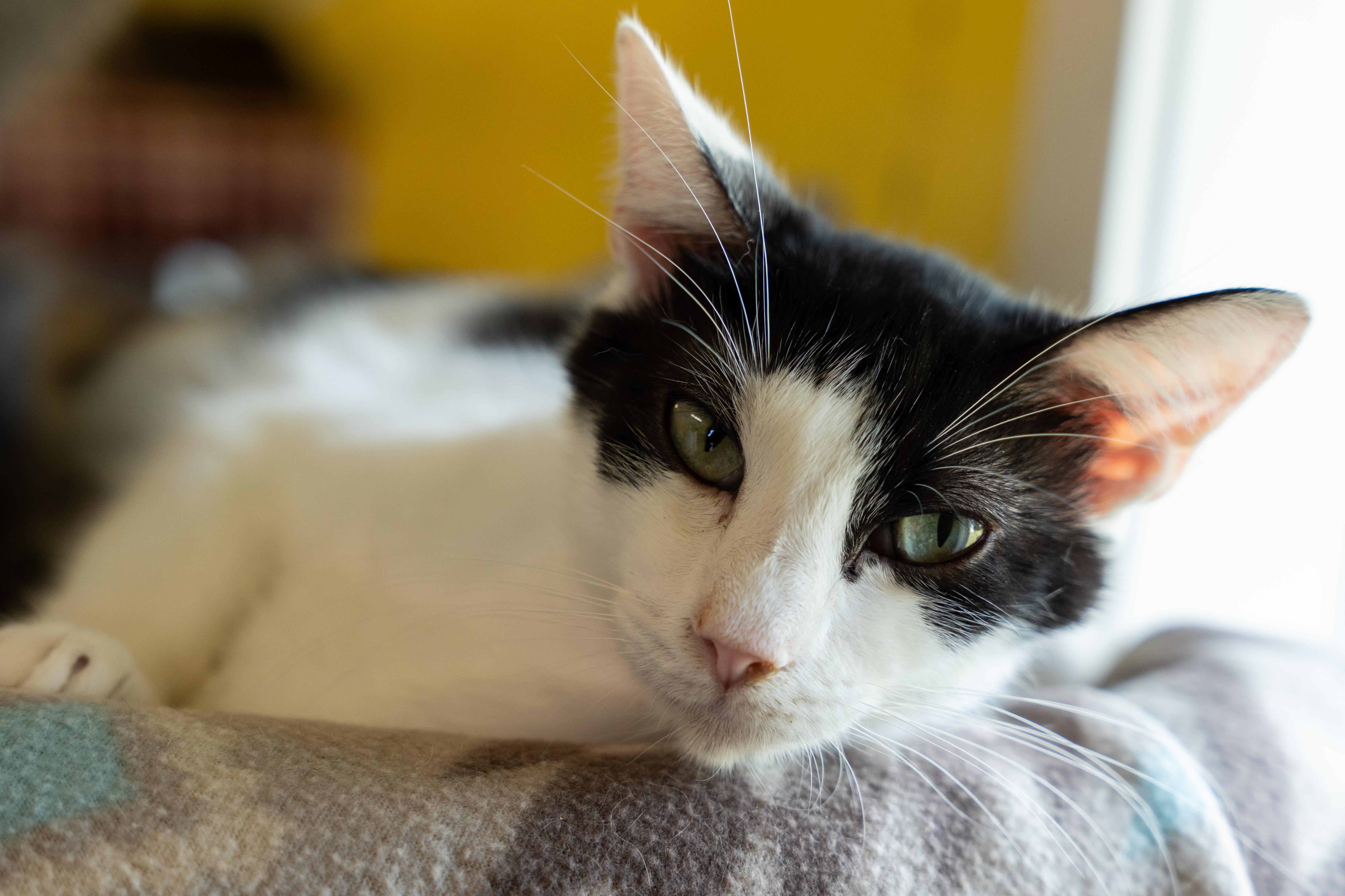 STRATUS!, Adoptable, Adult Male Domestic Short Hair.