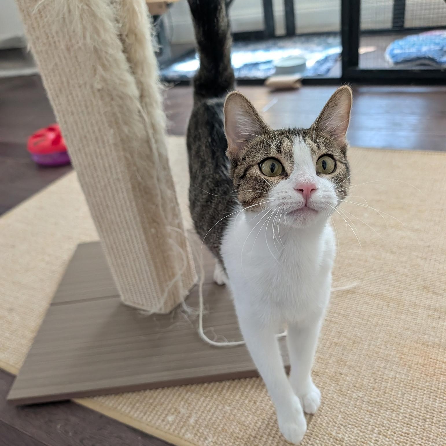 Catalina, Adoptable, Young Female Domestic Short Hair.