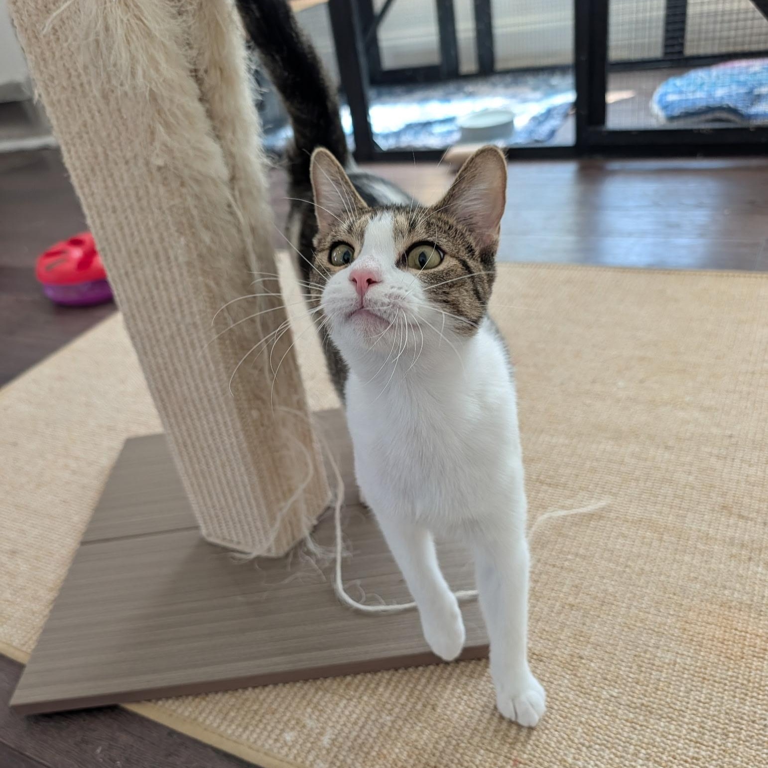 Enlarge Catalina, a Adoptable Domestic Short Hair in Latham, NY image 2/3