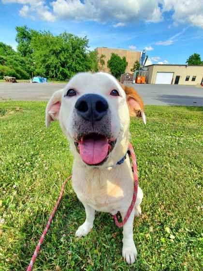 Chubbs, a ADOPTABLE mixed breed in Williamsport, PA image 2/2
